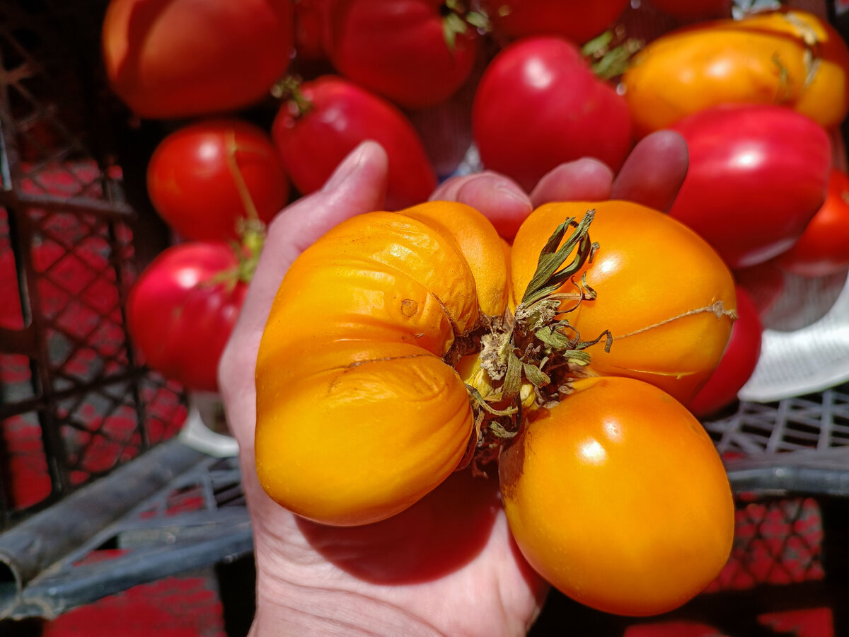 Уродливые и кривые томаты выглядят непрезентабельно, для заготовок они годятся в случае, если готовить томатную пасту или кетчуп, где плоды необходимо превратить в пюре.