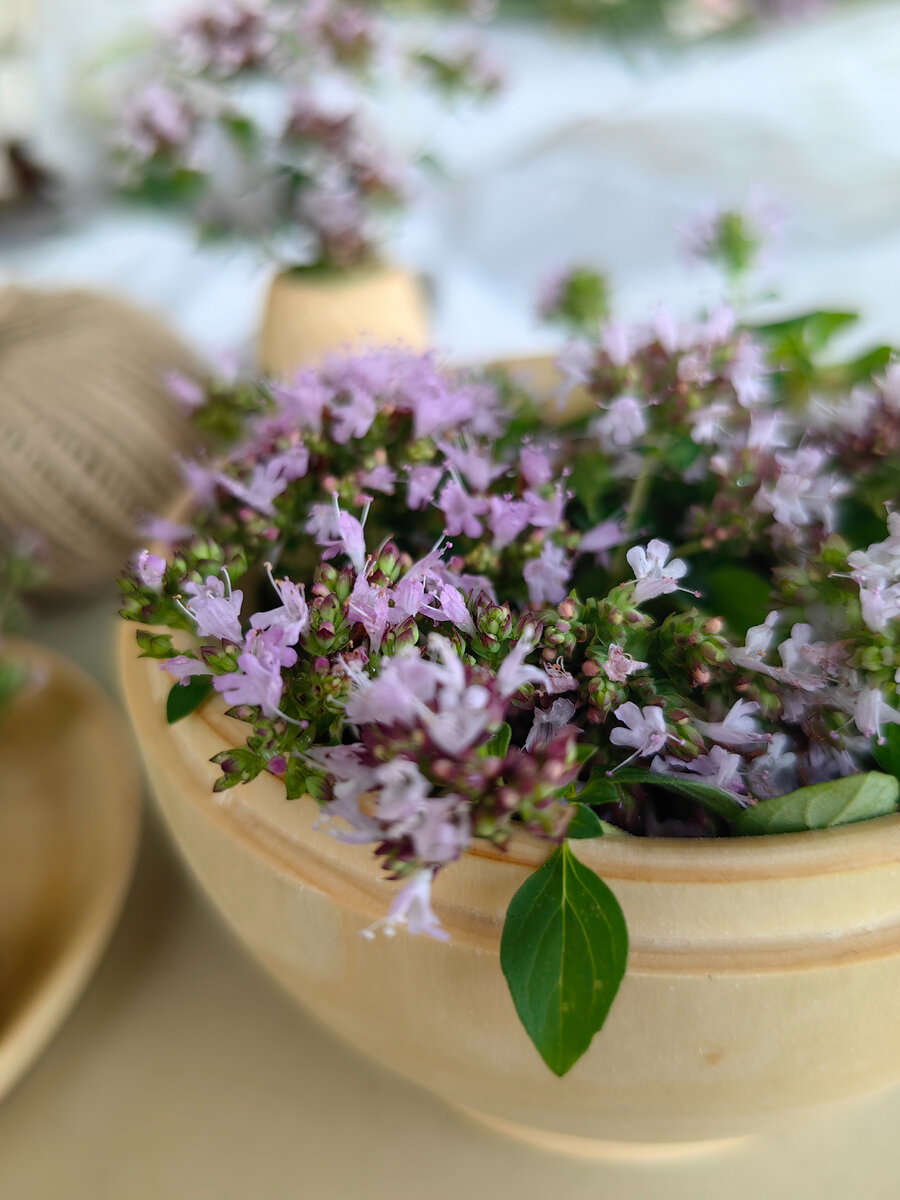 Душица обыкновенная