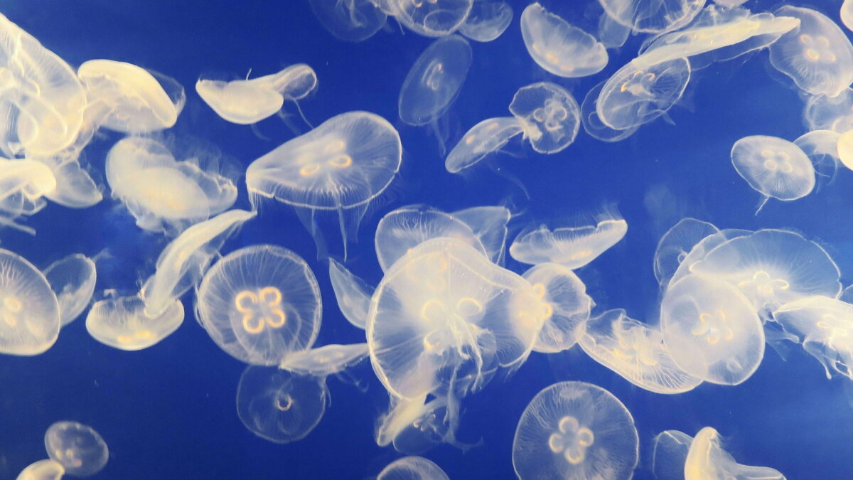     В Азовском море на территории Ростовской области появилось огромное количество медуз, сообщили местные жители в Telegram в группе «Это Ростов».