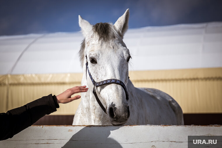    Чужак пробрался ночью на конюшню, но нарвался на сторожевых псов
