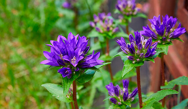    Колокольчик скученный. Фото: shutterstock.com