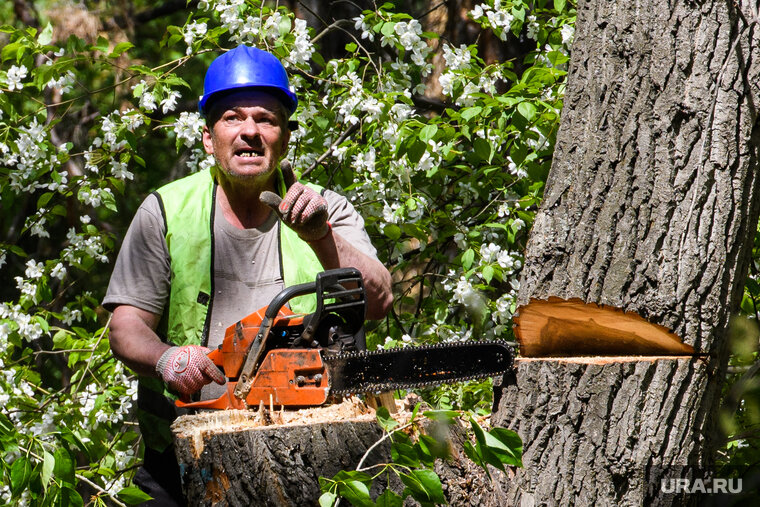    Деревья спилят ради безопасности горожан
