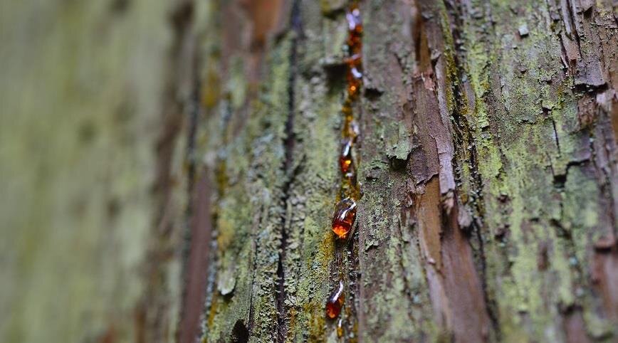 фото: pixabay