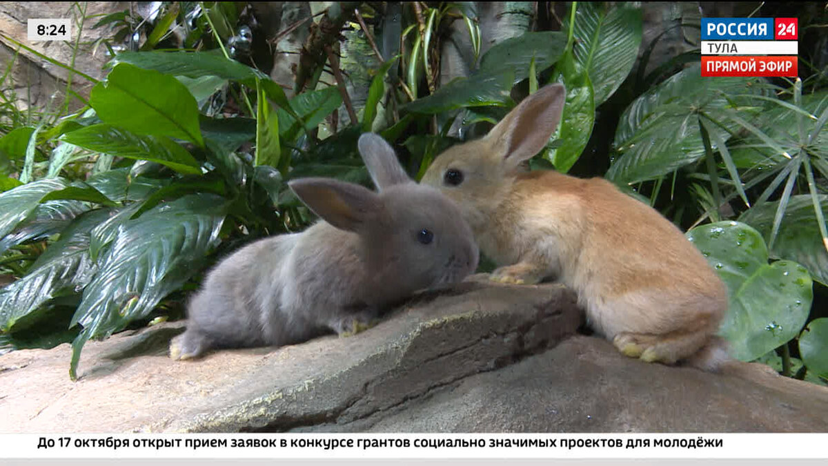 Кролик никогда не подстроится под хозяина. Зоолог раскрыла скрытые  опасности содержания милого питомца | Вести Тула | Дзен