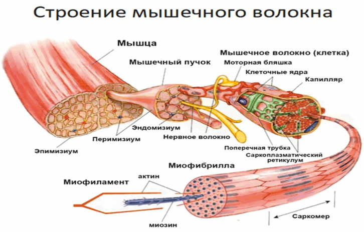 Схема строения мышечного волокна