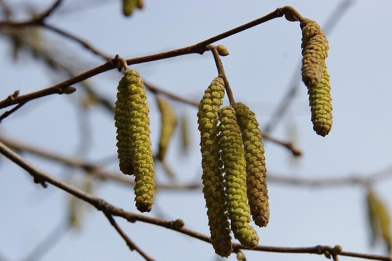 
Фото: мужские цветки лещины
