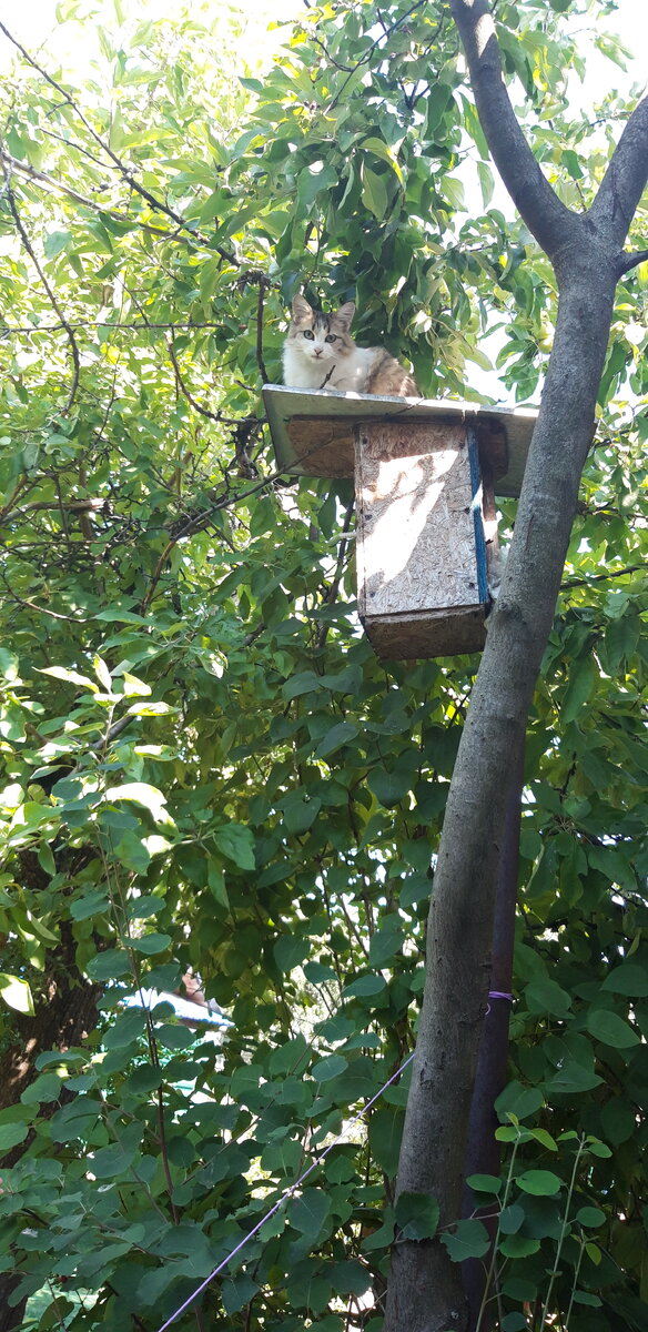 в моем огороде
