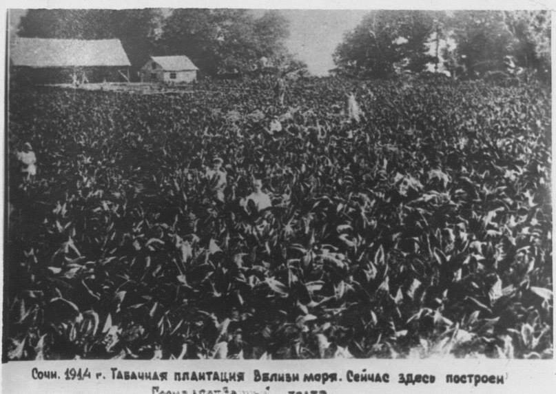 Табак на месте нынешнего Зимнего театра.  