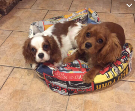 Кавалер Кинг Чарльз Спаниель