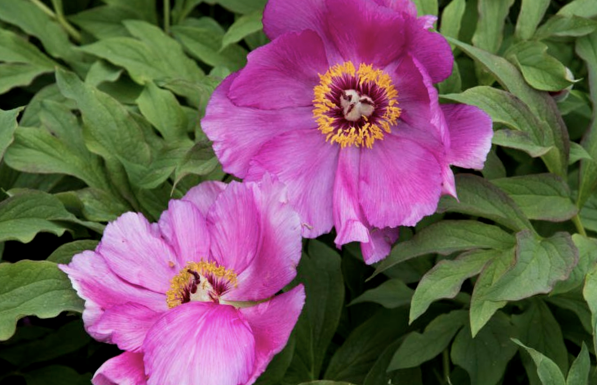 Paeonia officinalis