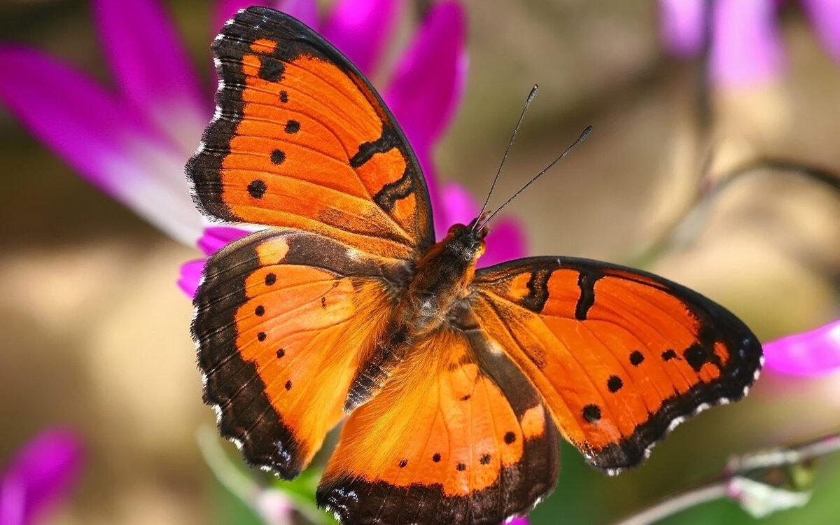 https://i.artfile.me/wallpaper/19-01-2009/1440x900/zhivotnye-babochki-456201.jpg