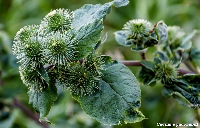 Лопух, просто лопух!