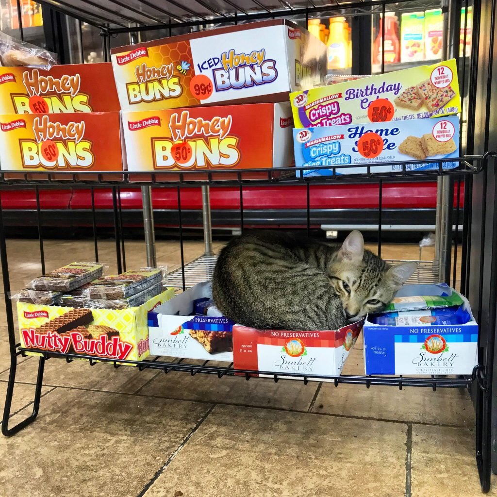 Cats shop. Магазинный кот. Лавка с котами. Кот в магазинной корзинке. Корзина магазинная с котом.