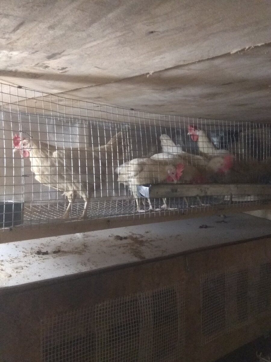 Сделал клетку для курочек