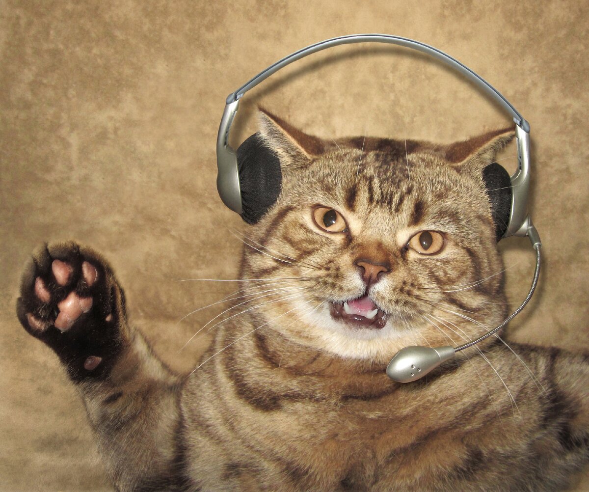 Источник:http://s1.1zoom.me/big3/218/Creative_Cats_Funny_Headphones_Microphone_523020_2769x2312.jpg