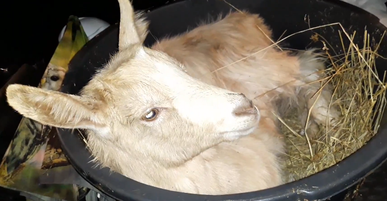 Выжившая козочка, которая теперь живет у знакомых и дает вкусное молоко 