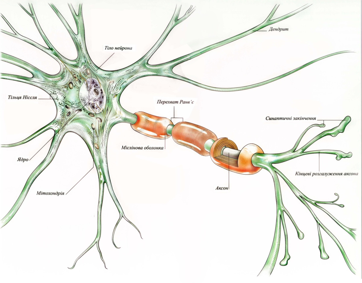 Короткие сильно ветвящиеся отростки. Аксон клетки нейрона. Строение нерва Аксон. Дендрит нейрона структура. Строение аксона нейрона.