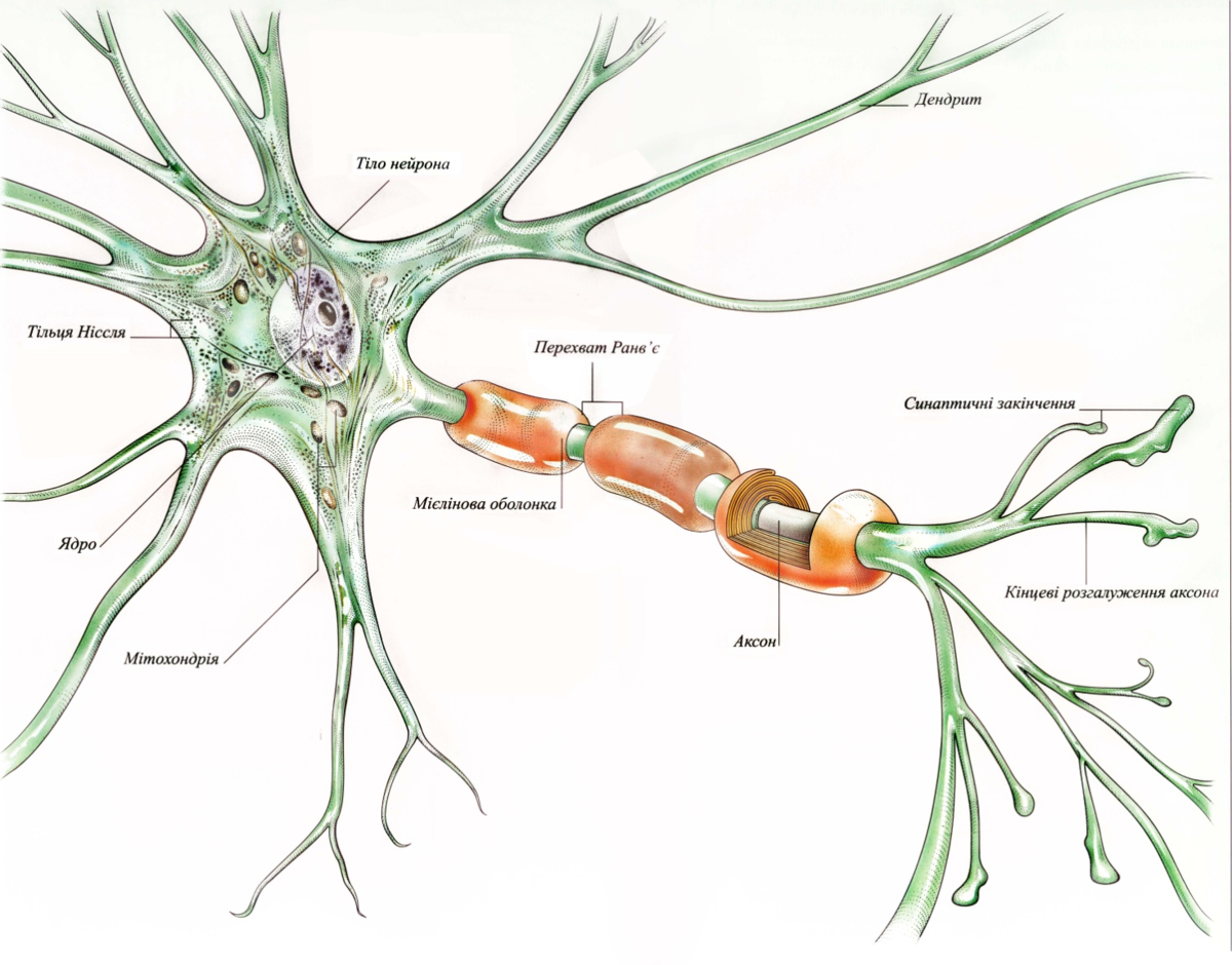 Строение нервной клетки рисунок