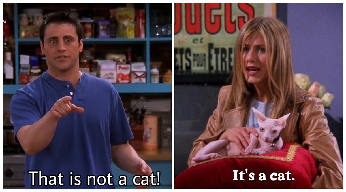 р: Это кошка! д: ЭТО - не кошка! (кадры из сериала Друзья)