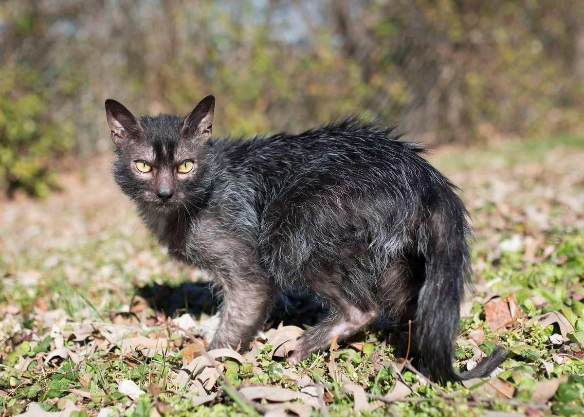 10 самых необычных и дорогих пород котов в мире. | Animals | Дзен