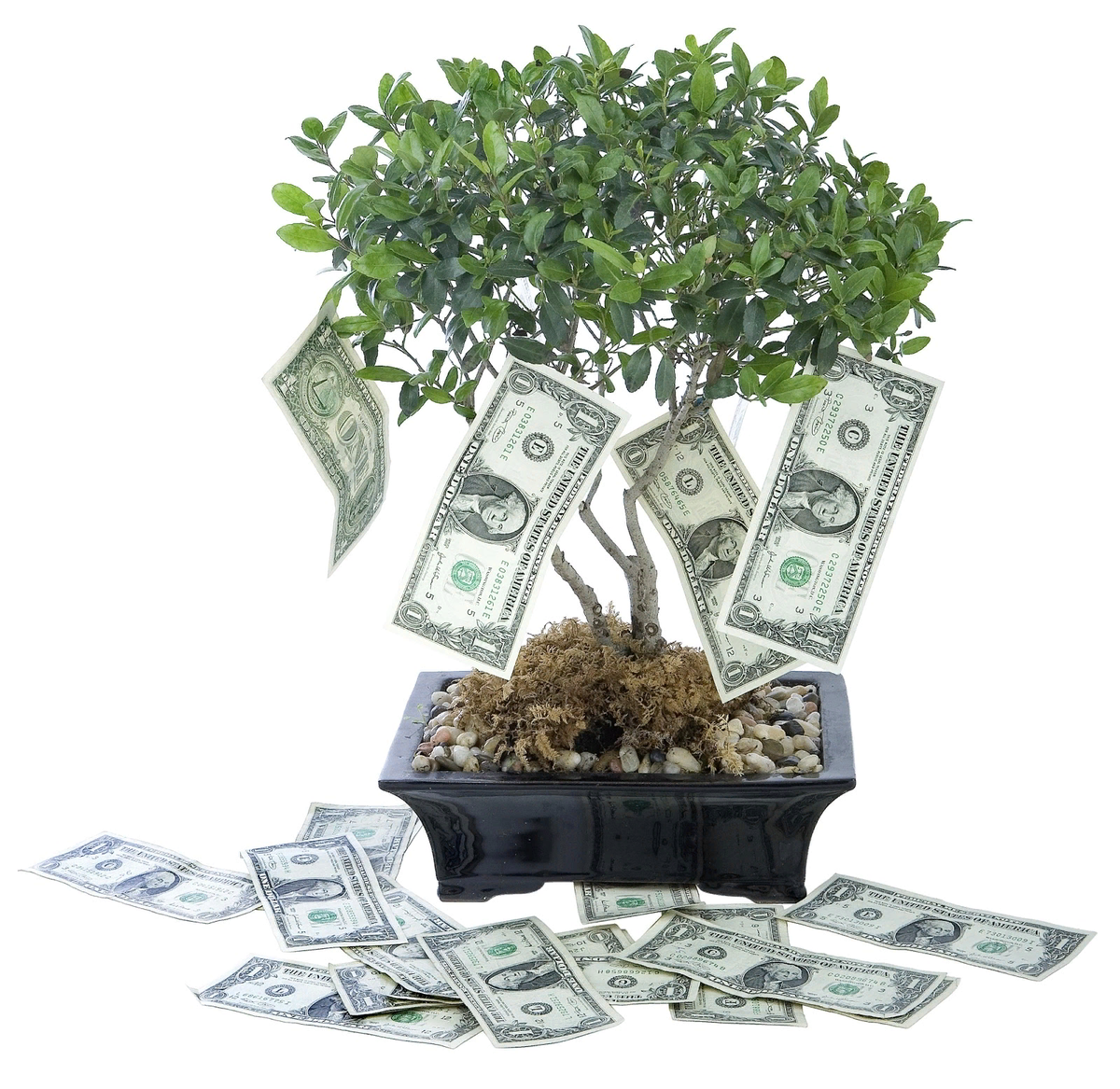 Дерево деньги как правильно посадить. Дерево с деньгами. Деревце с деньгами. Денежное дерево с деньгами. Денежное дерево с купюрами.
