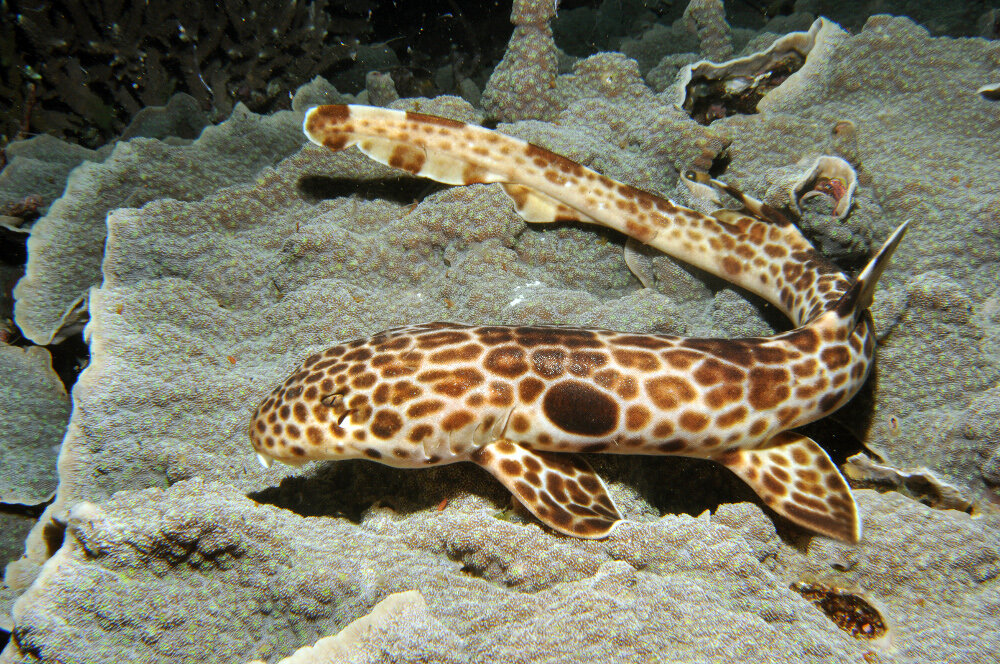 Фото: fishbiosystem.ru