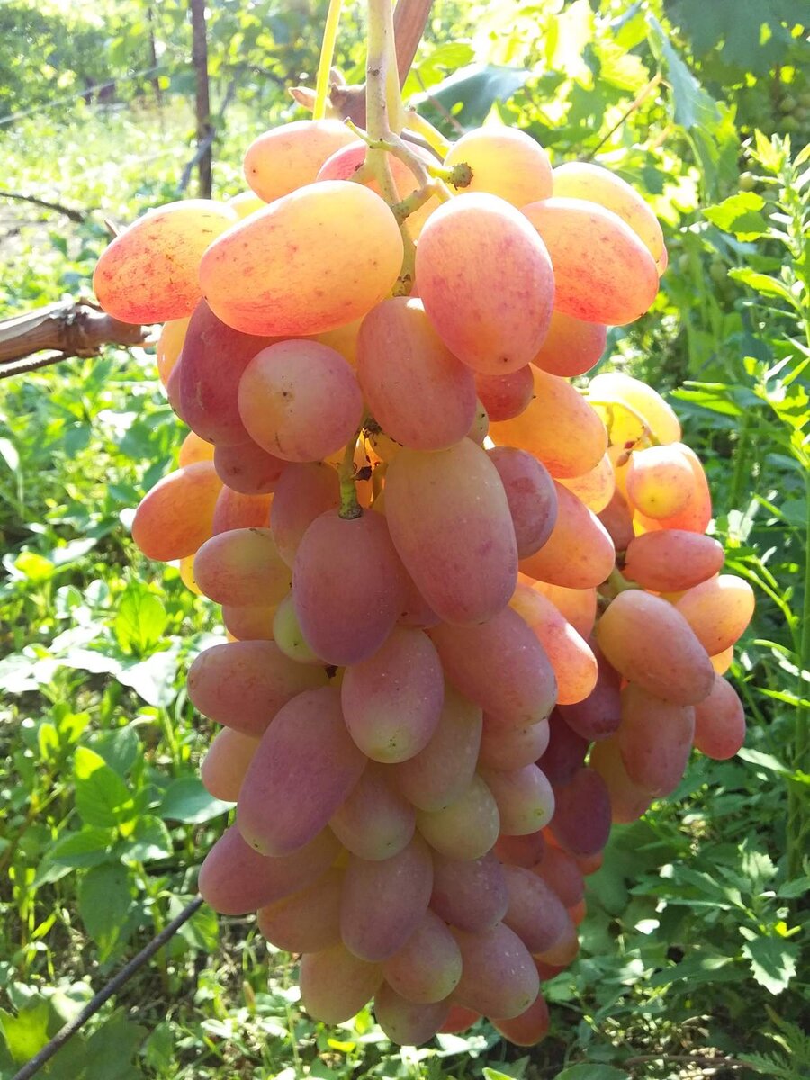 Виктор,ранний