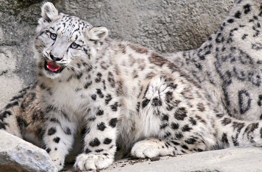  Снежный барс