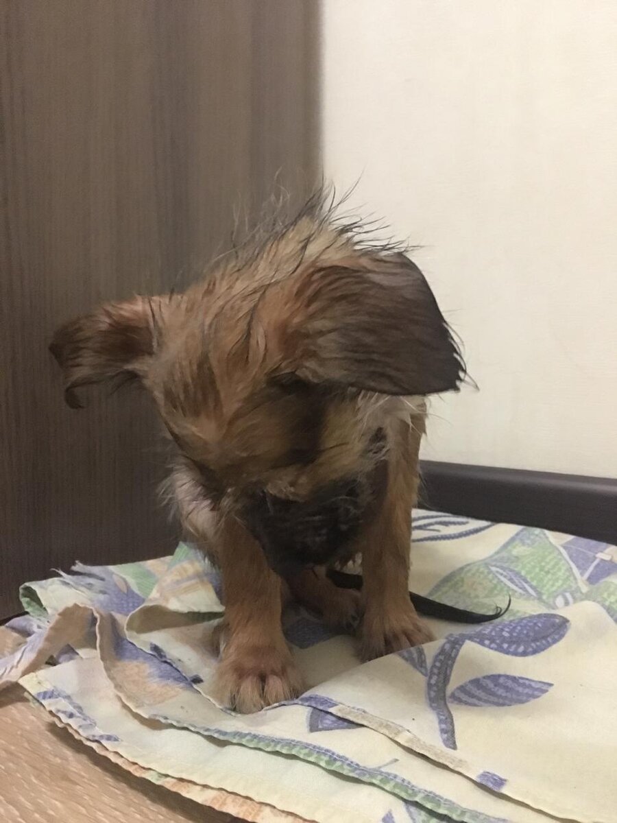 Филя. Только привезли из злополучного дома.