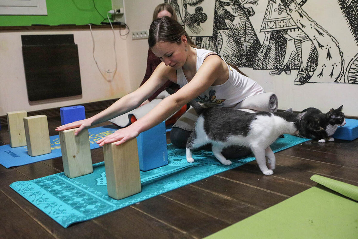 Кошка,которая гуляет сама по себе...Андрей Никеричев