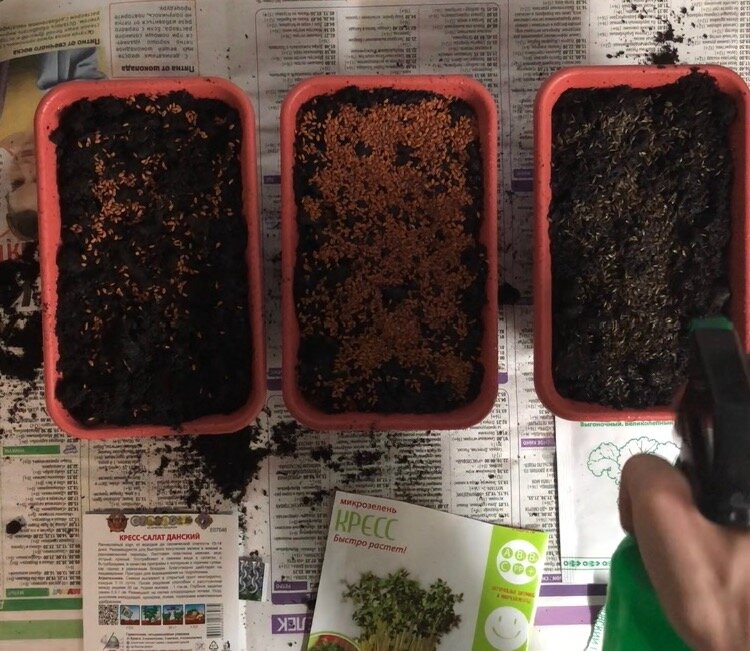 Посередине слишком много семян в один горшок. Не повторяйте!