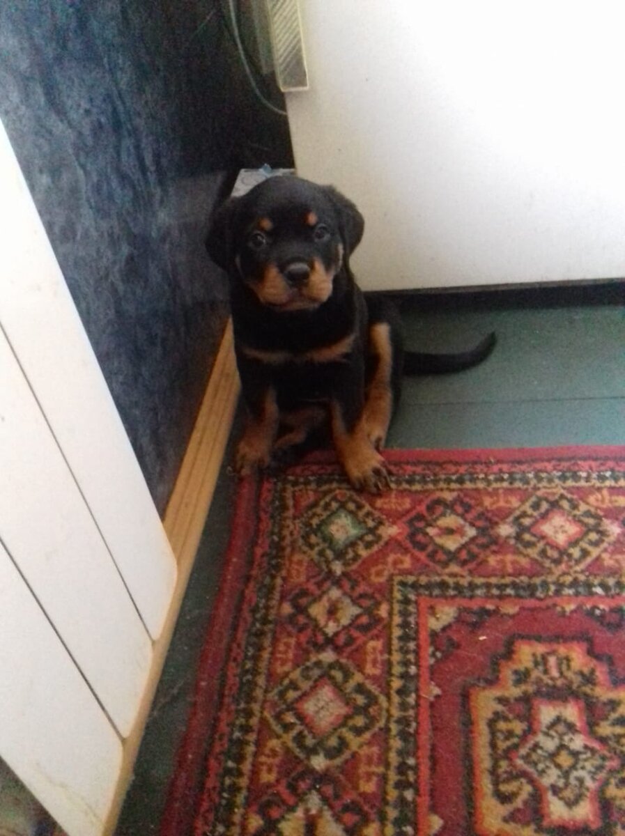 кроха Рин в первые дни дома