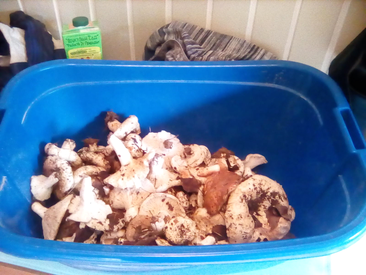 "Богатый" урожай)) Фото моё.