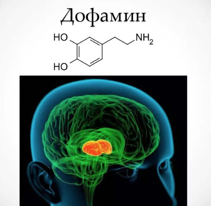 Естественные источники дофамина. Дофамин в головном мозге. Дофамин влияние на организм. Депо дофамина. Механизм выработки дофамина.