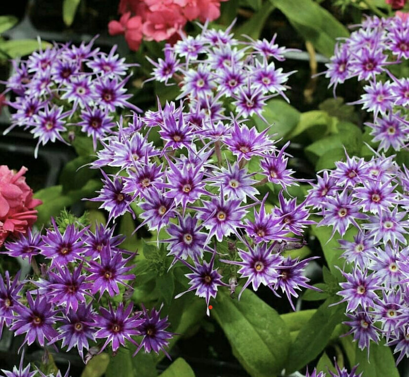 Фиолетово-белый и розово-белый флоксы (листайте) 