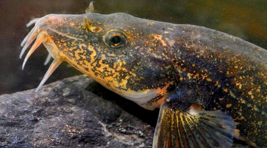 Возле ротовой полости усики... википедия