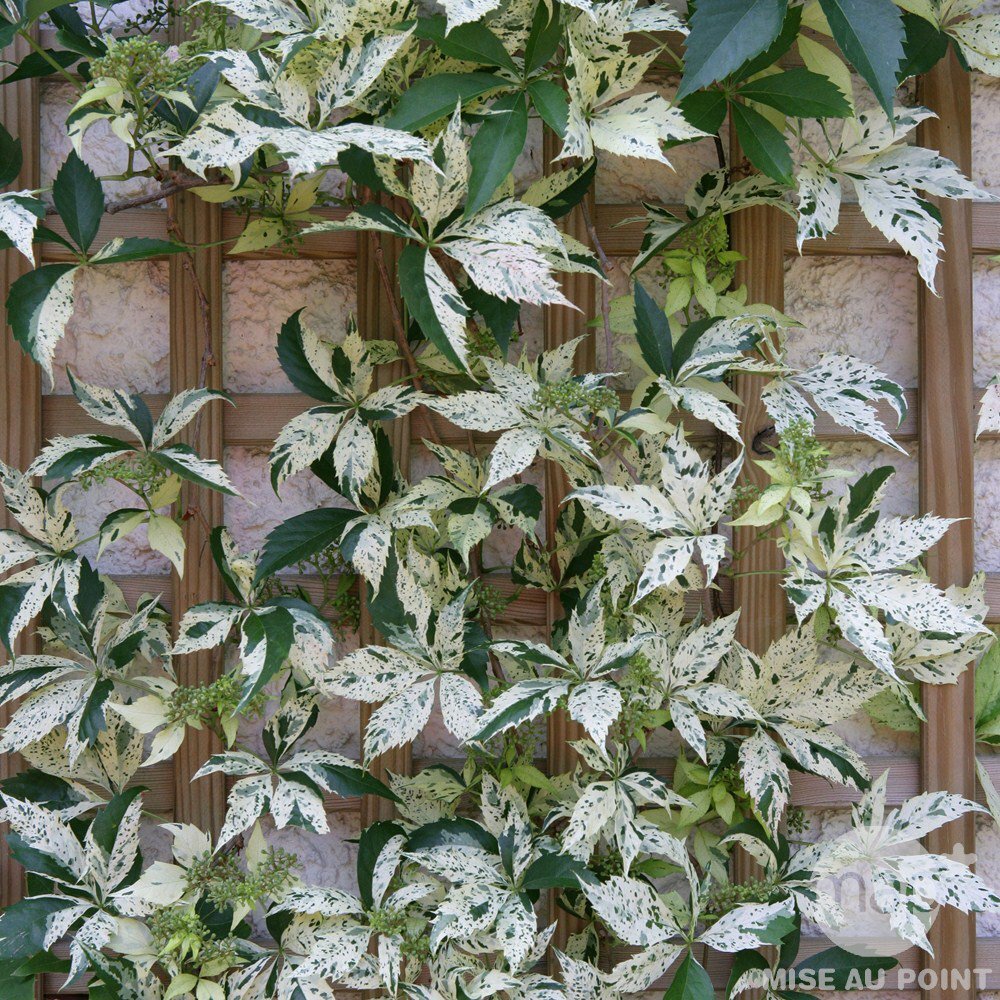 Стар шауэрс