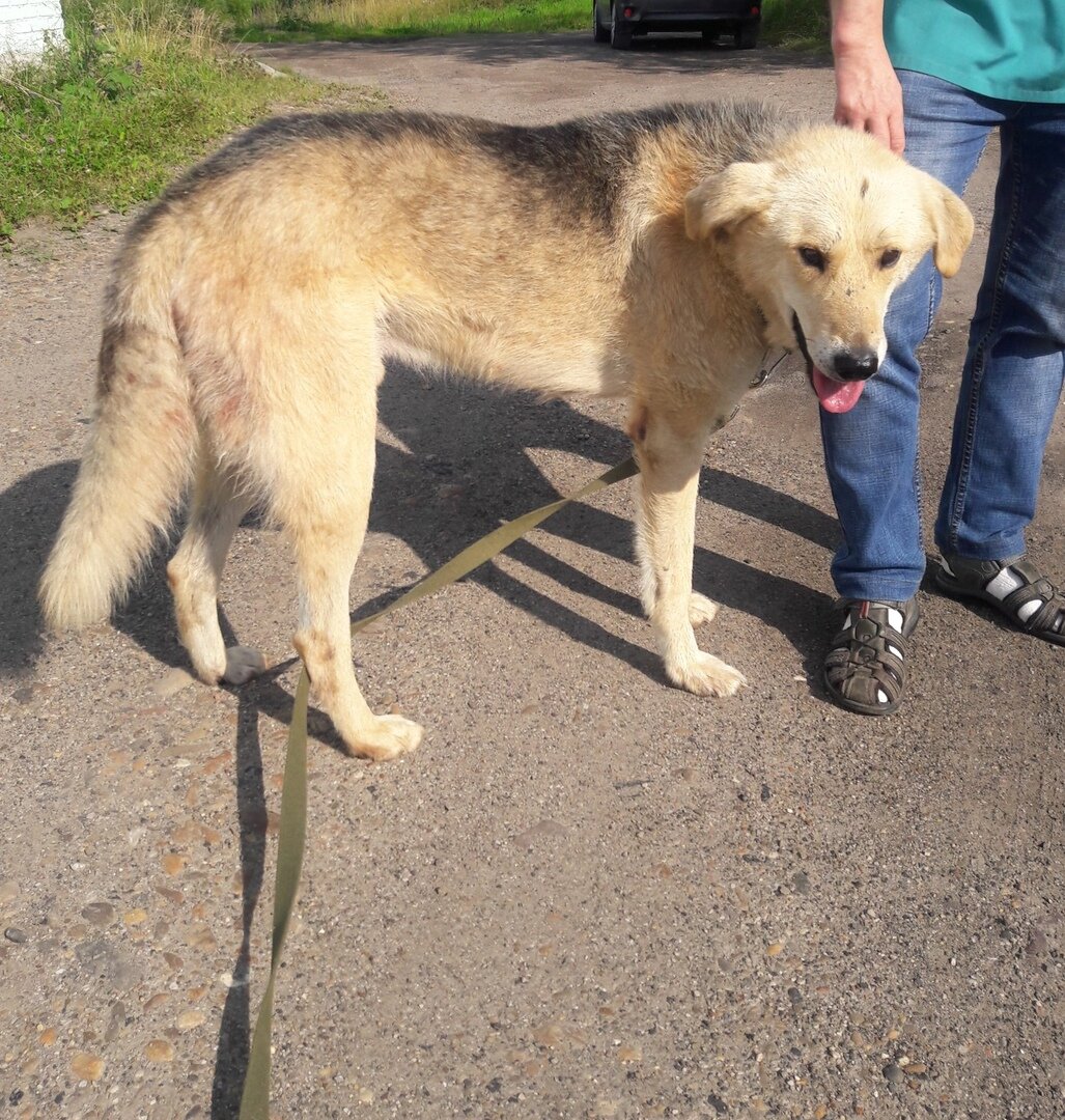 Большой и очень ласковый песель сразу стал любимцем ветеринаров. Памир в клинике.