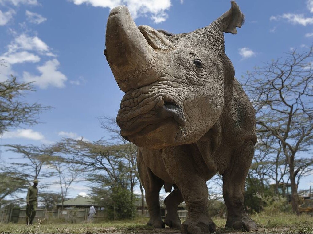 Вымерший белый носорог