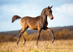 из яндекс картинки.
