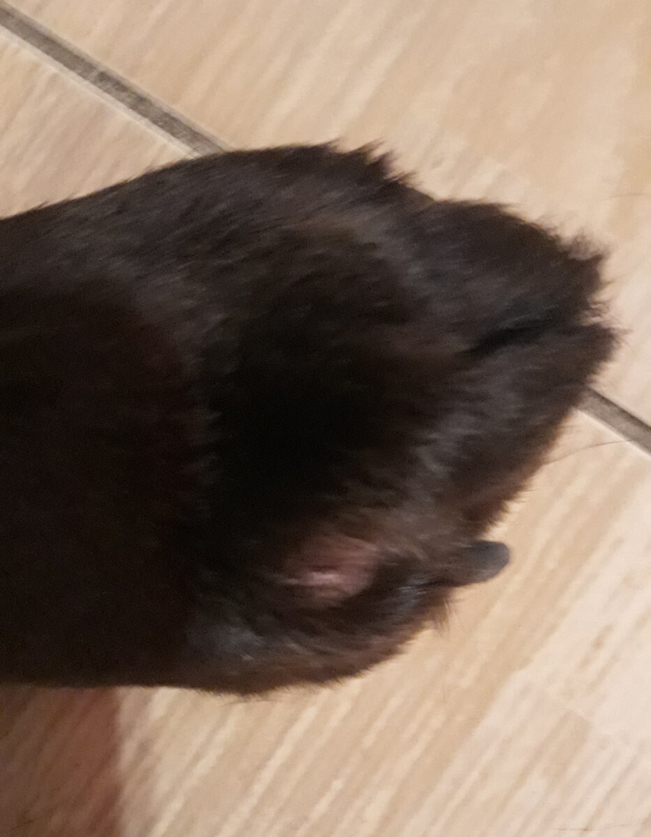 Ганина болячка