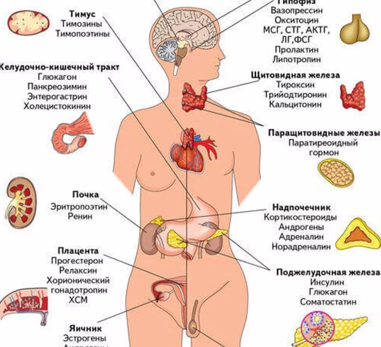 Гормональная система. Схема расположения желез внутренней секреции организма. Железы внутренней секреции и их роль в организме человека. Схема расположения желез внутренней секреции анатомия. Эндокринная система человека гормоны