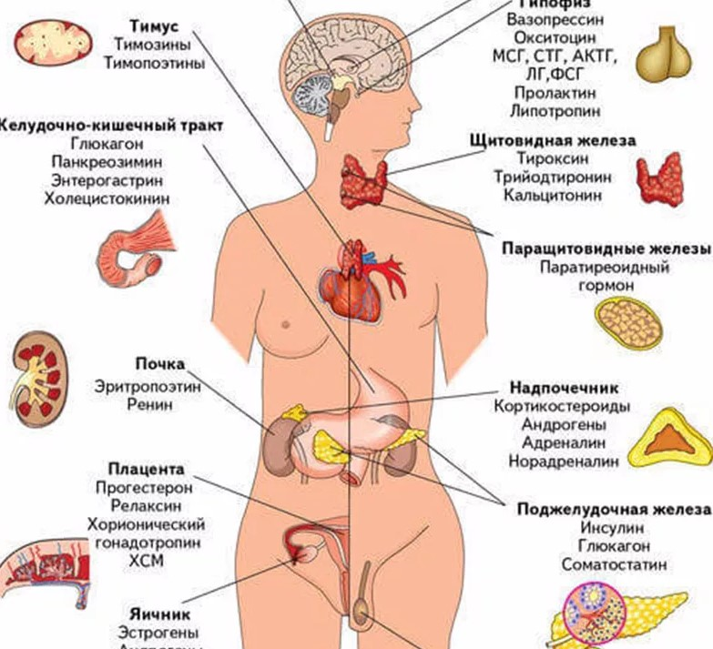 Гормональная система. Схема расположения желез внутренней секреции организма. Железы внутренней секреции и их роль в организме человека. Схема расположения желез внутренней секреции анатомия. Эндокринная система человека гормоны.