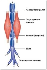 Схема сдавливания сосудов мышцами