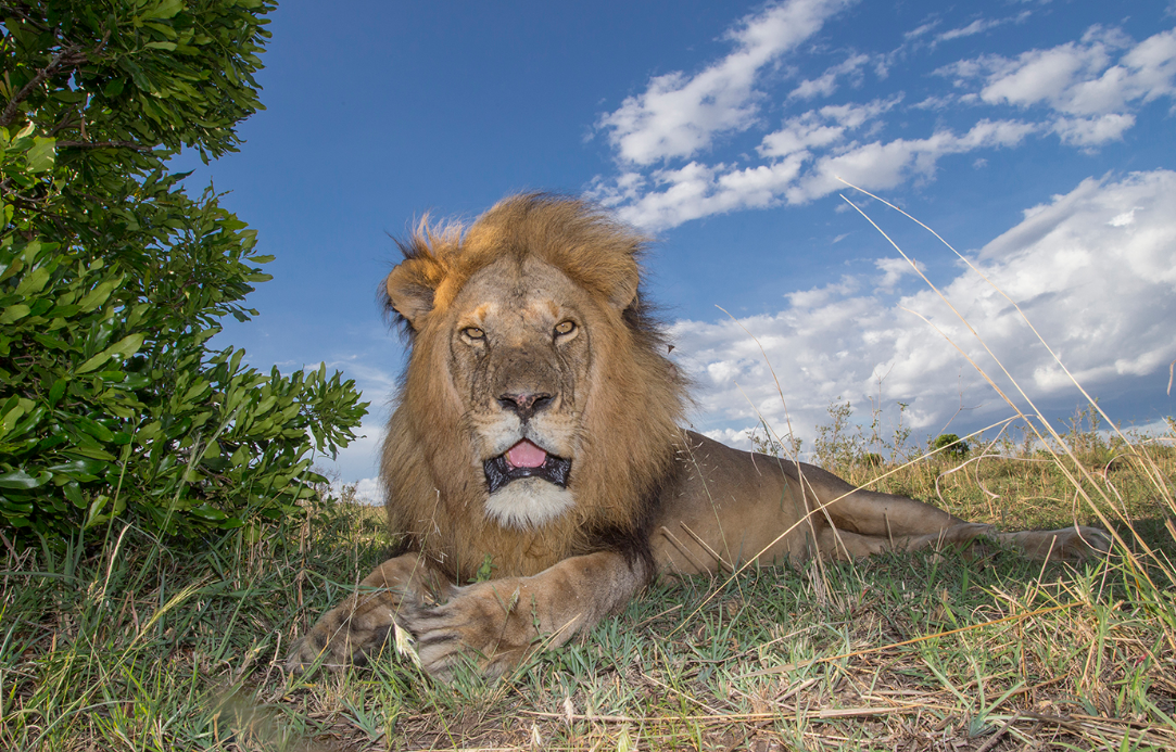 Лев, отдыхающий на траве.