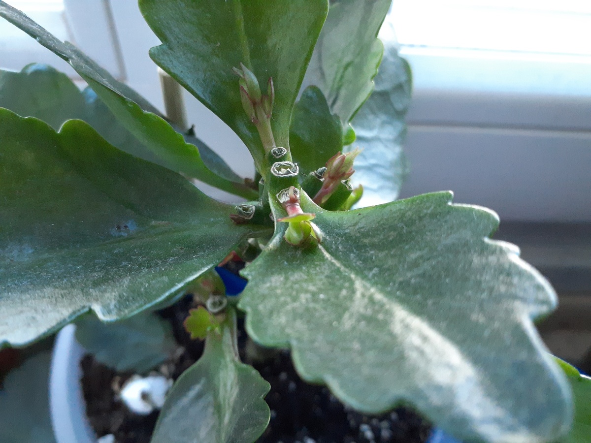 вот его первые почки через 3 недели как вы можете видеть они достаточно быстро ростут