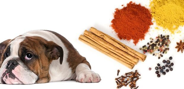 Добавь собаку. Приправа вредна для шпица. Which Spices are safe for healthy Dogs?.