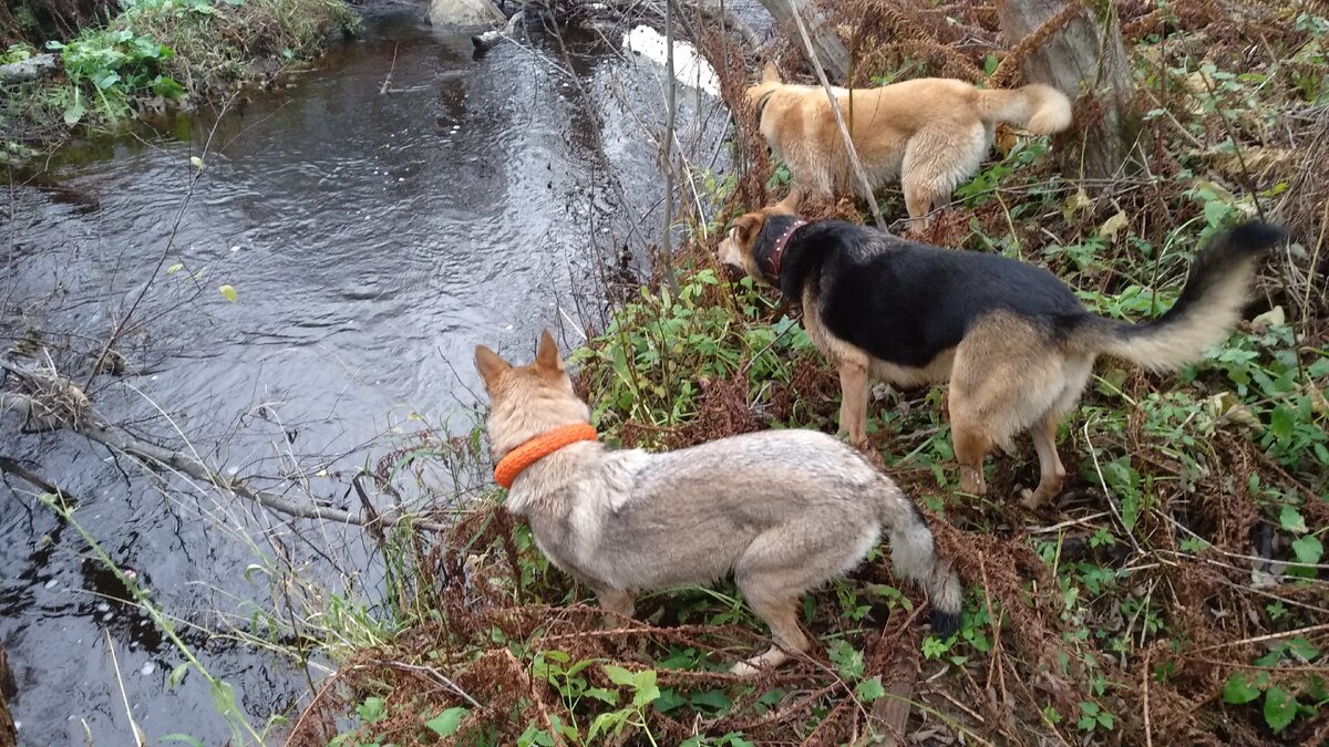 Милиса(влчак), Лина(метиска гончей),Ляся(типалайка)