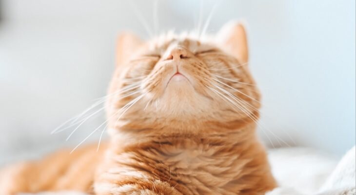 Фотоматериал: yandex.ru