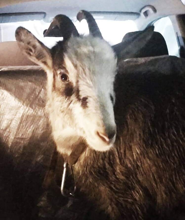 Роза. Коза молочная. Домашняя